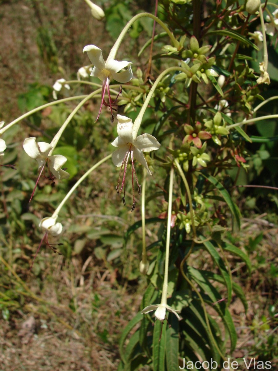 Clerodendrum indicum (L.) Kuntze